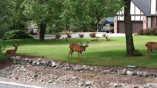 Deer on Lawn